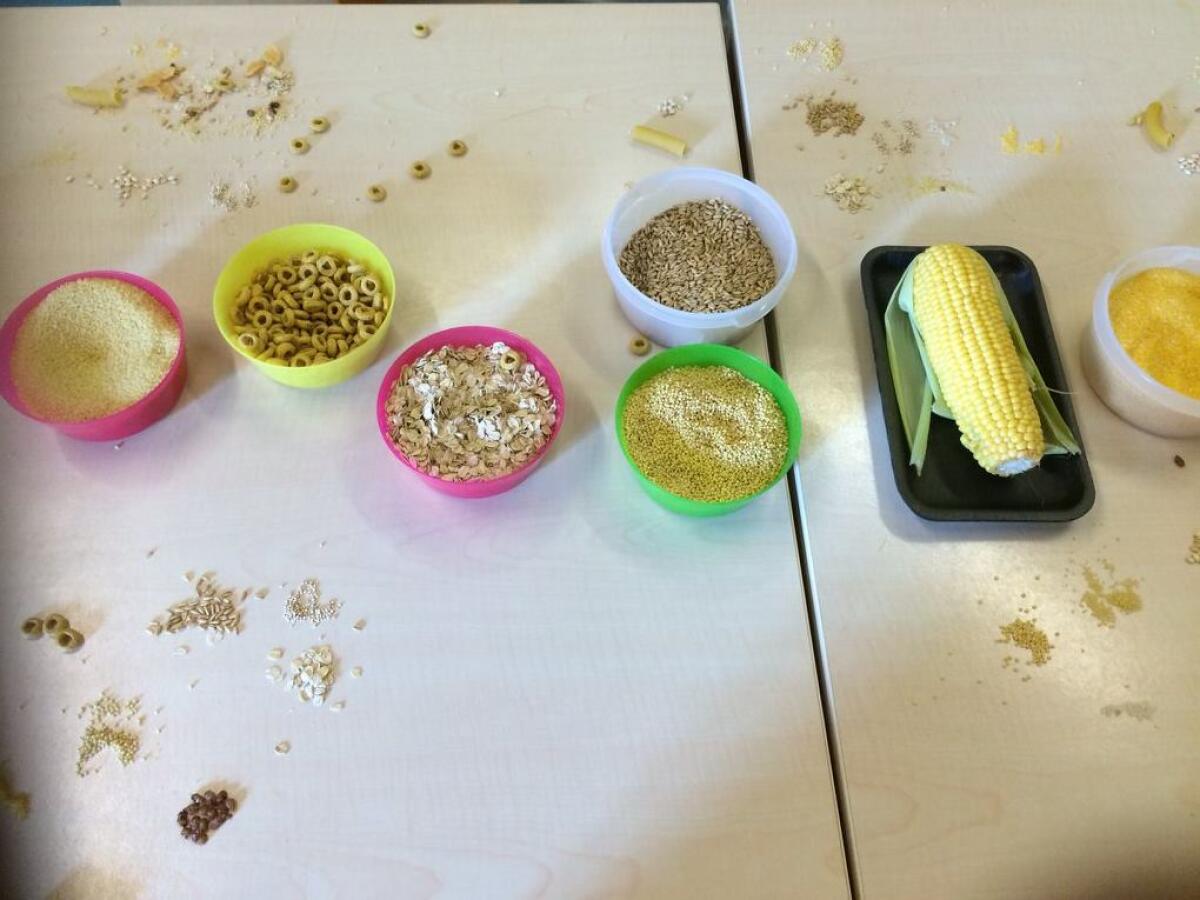 Conosciamo i cereali (attività didattica per i bambini della scuola dell'infanzia) - 