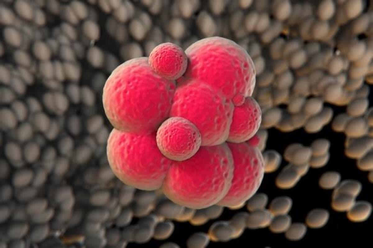 Cellule staminali: principali caratteristiche e classificazioni - 