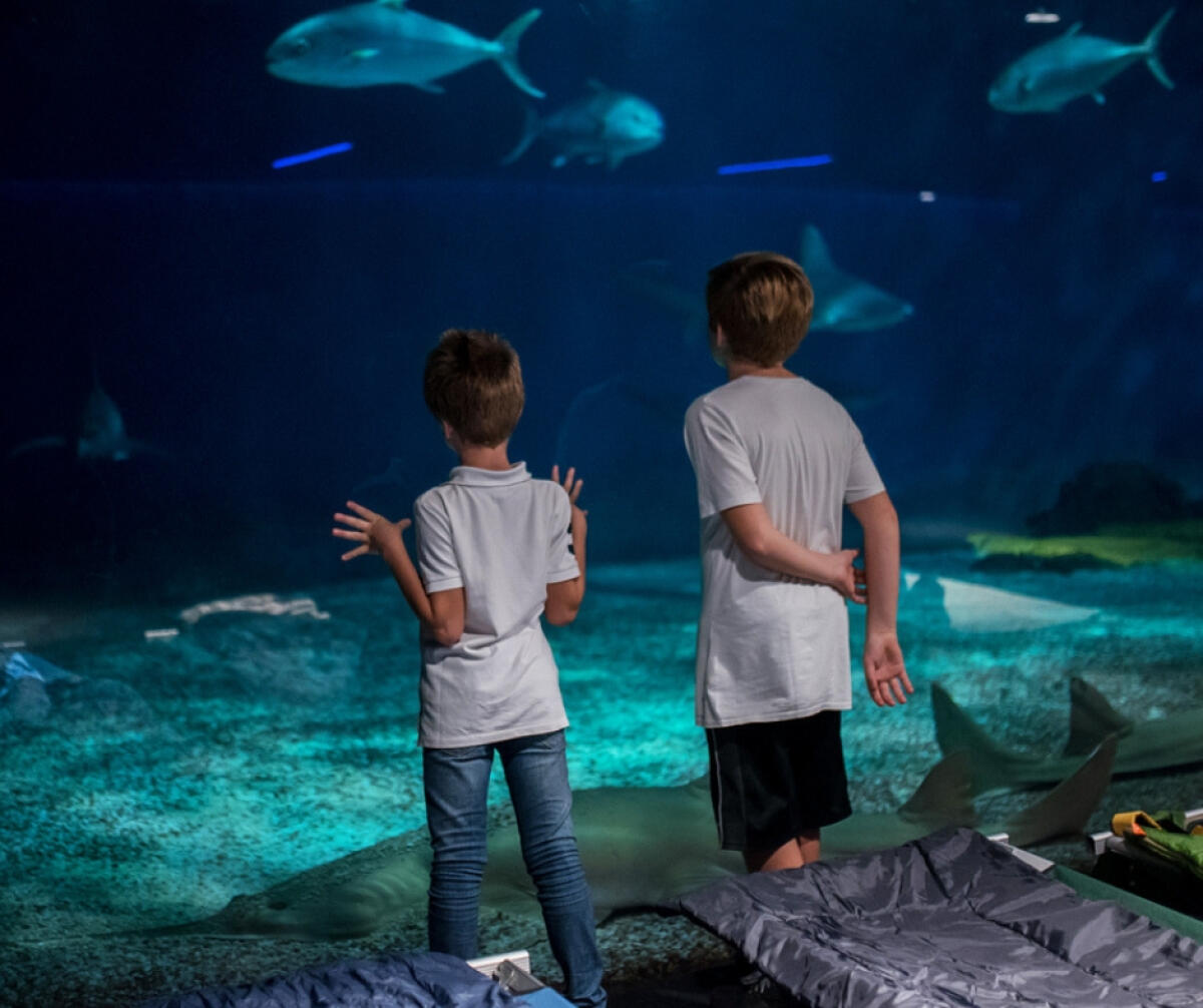Notte con gli squali all'acquario di Genova: un'esperienza emozionante per bambini coraggiosi - 