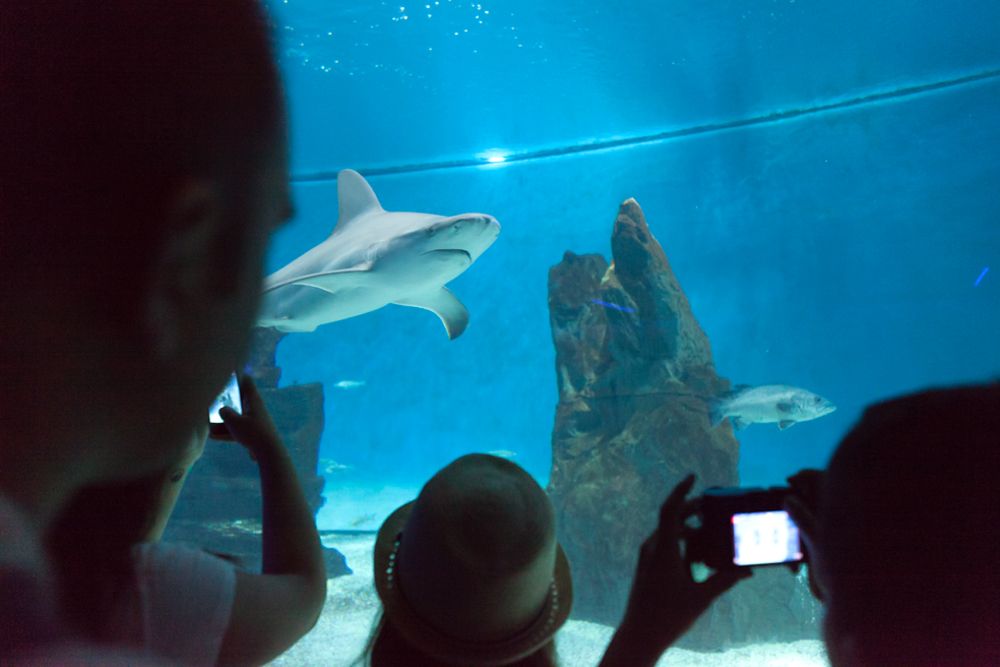 Notte con gli squali all'acquario di Genova: un'esperienza emozionante per bambini coraggiosi