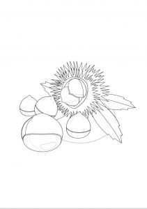 castagna in bianco e nero Disegni autunno per bambini DISEGNI SULL'AUTUNNO DA STAMPARE  A COLORI E IN BIANCO E NERO