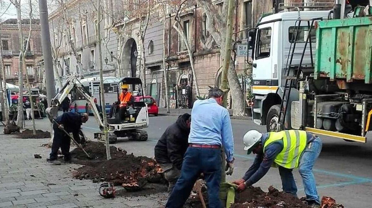 Torna “2000 alberi per Catania”: la città diventa sempre più green - 