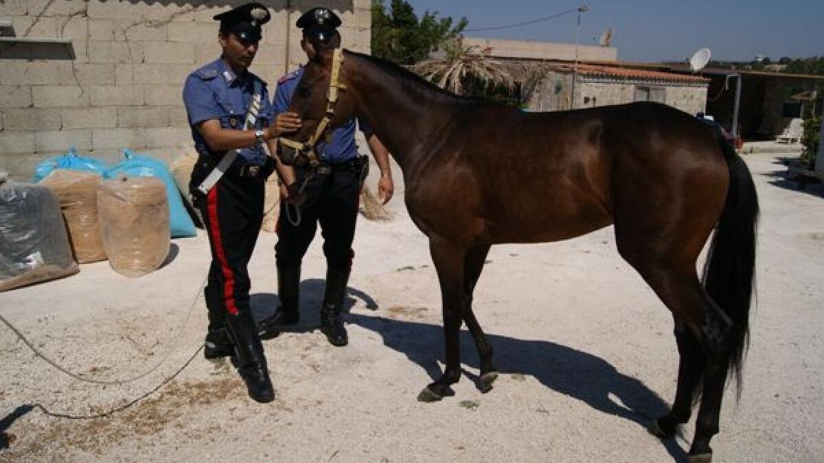 Corse clandestine di cavalli e droga: 33 arresti su Catania e Messina - 