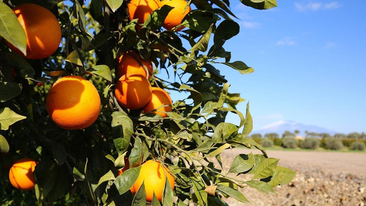 Unict lancia BiOrangePack, un'occasione di riutilizzo sostenibile degli agrumi siciliani - 