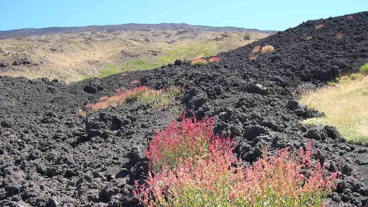 Etna e il suo patrimonio floristico da preservare: lo conferma una ricerca - 
