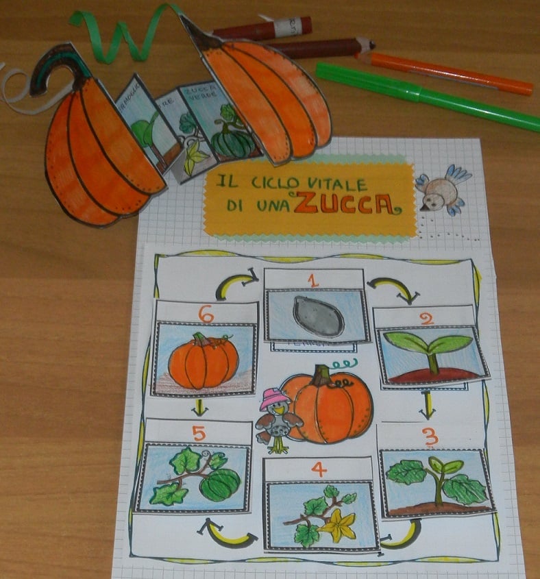Ciclo vitale della zucca della maestra Pilly Pilly scienze matematica scuola primaria classe seconda