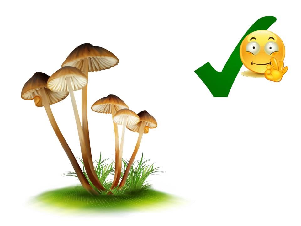 Comprensione del testo: il bosco in autunno con il fungo Chiodino