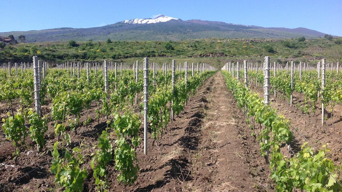 Produzione in crescita per lo spumante Etna Doc: ecco i dati 2020 del Consorzio di tutela - 