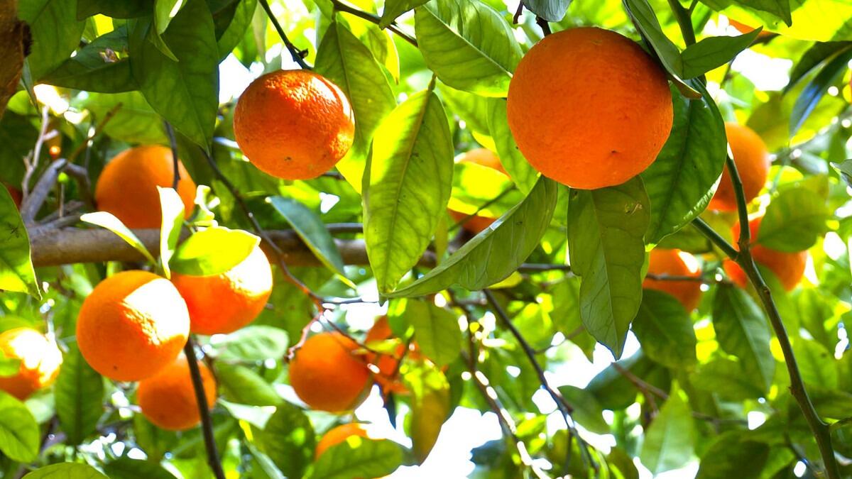 Arancia rossa di Sicilia Igp, via alla raccolta (ecco quando) - 