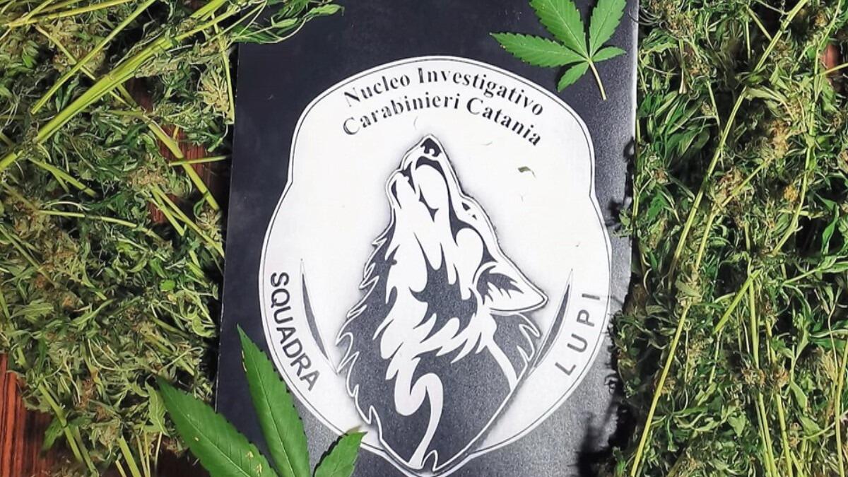 Droga, arrestato a Catania un 41enne - 