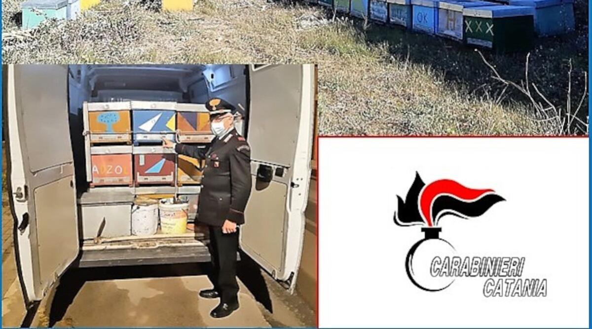 Caltagirone: carabinieri ritrovano 46 arnie rubate, del valore di oltre 8.000 euro - 