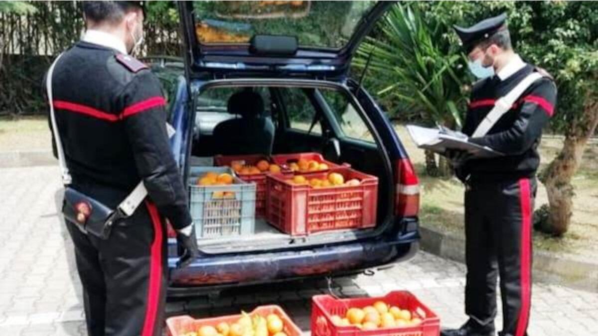 Ladri di arance sorpresi in auto durante controllo dei Carabinieri in contrada Jungetto: denunciati - 