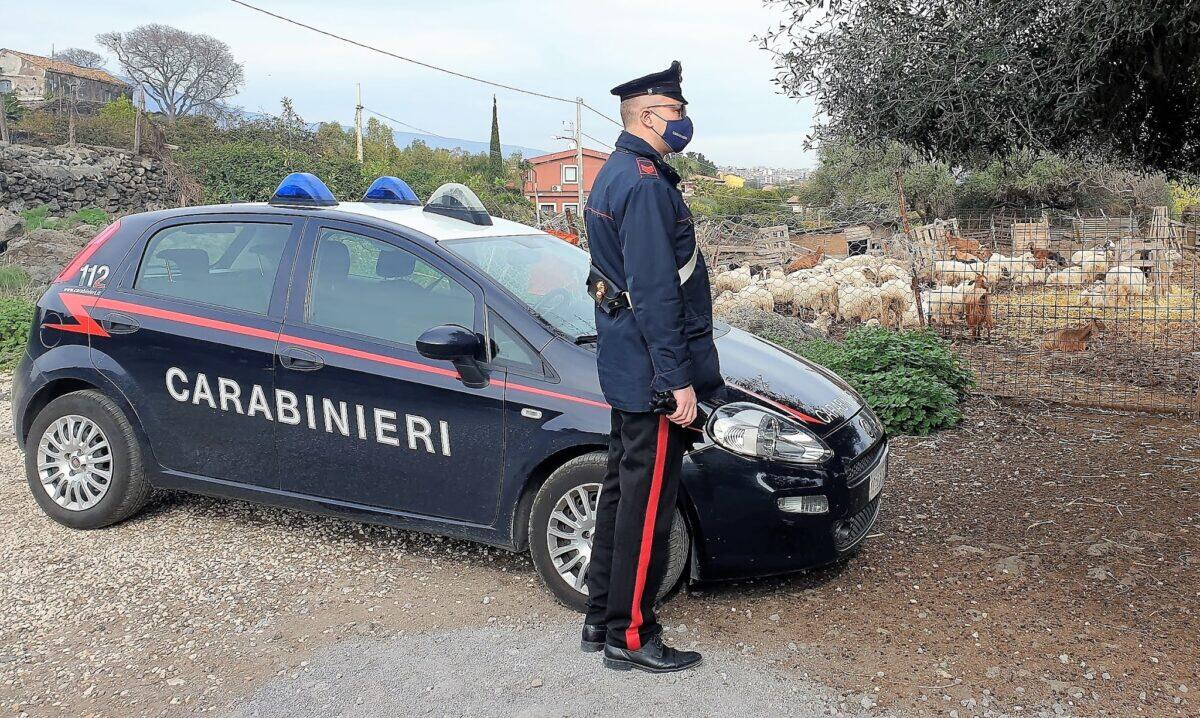 Acireale: scoperto grande allevamento e caseificio annesso senza alcun controllo o autorizzazione - 