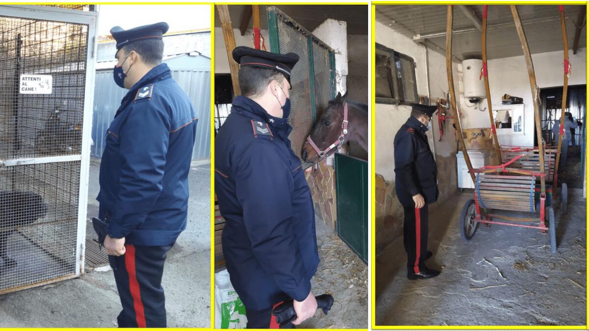 Blitz quartiere Galermo-Trappeto Nord per ripristinare la legalità: rinvenuti allacci abusivi, droga, inquinamento e un cavallo - 