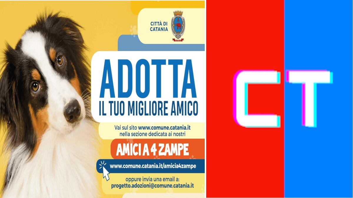 Tutela animali: si può adottare un cane randagio online sul sito del Comune di Catania - 