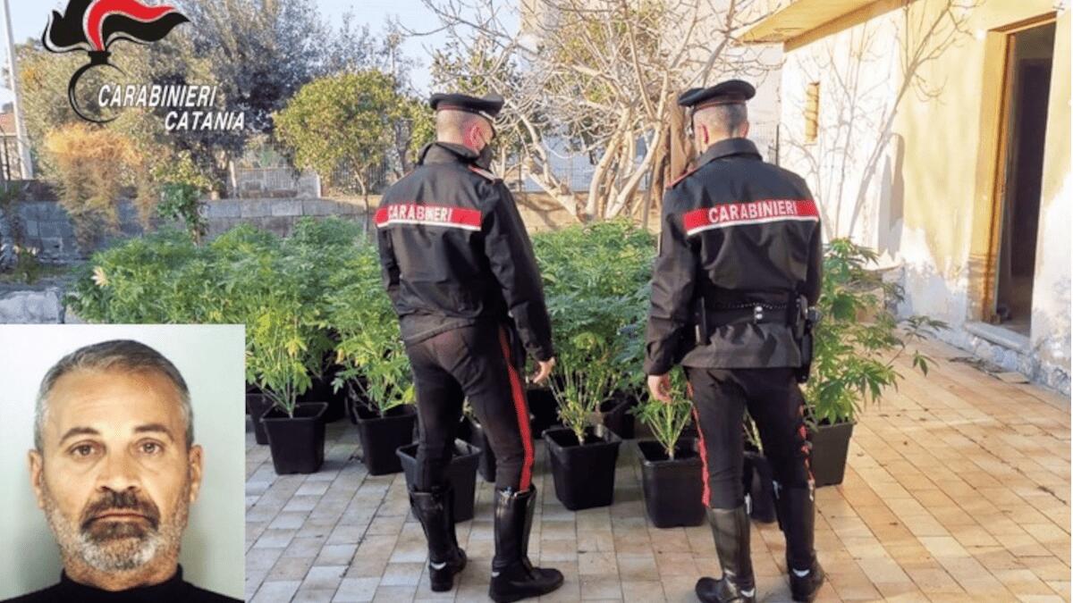 Vaccarizzo: vede la gazzella e si nasconde girandosi: trovate in casa 81 piante di canapa indiana e un allaccio abusivo alla rete pubblica - 