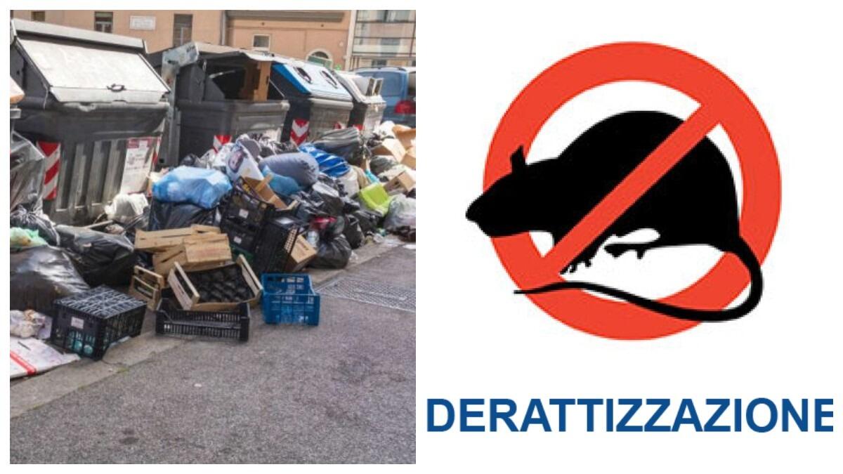 Rifiuti a Catania, il consigliere Zingale sollecita opera di derattizzazione - 