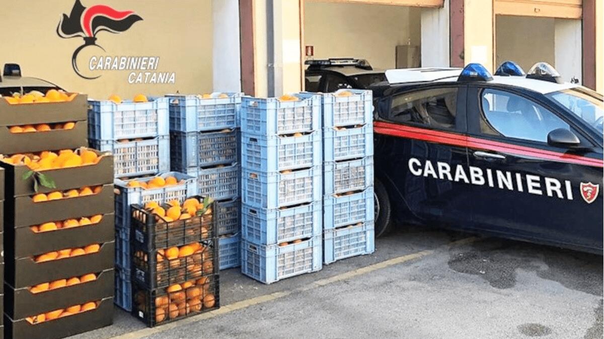 Paternò: ladri d’arance rubano una tonnellata d’agrumi e si gettano dall’auto in corsa per fuggire - 