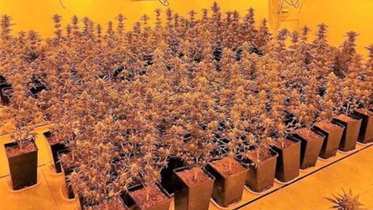 Sequestrata una serra indoor di skunk in una villa di San Giovanni Galermo - 