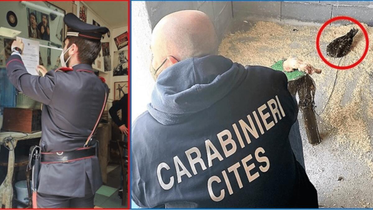 San Cristoforo: chiuso bar “La Locandina” in via Belfiore, trovati anche poiana protetta e allaccio abusivo alla rete elettrica - 