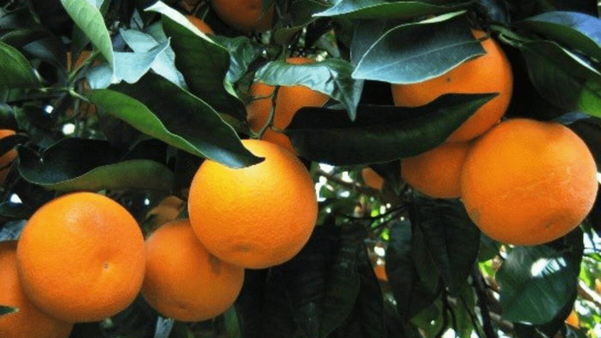 L’arancia rossa di Sicilia IGP torna nei McCafè, accordo con Oranfrizer per 190 tonnellate d’agrumi - 