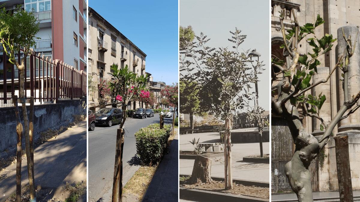 Nuovo verde in città, ultimata la piantumazione riguardante il progetto “2.000 alberi per Catania” - 