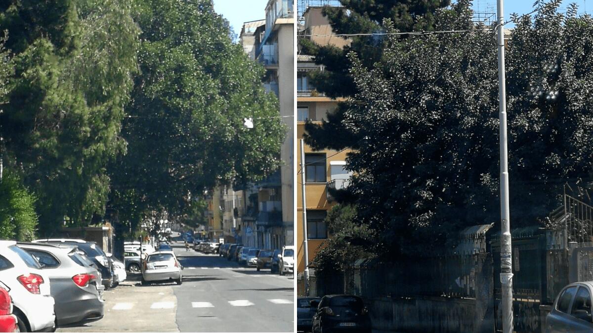 III Municipio: bisogna potare gli alberi di via Sassari, un rischio concreto soprattuto per la scuola Dante Alighieri - 