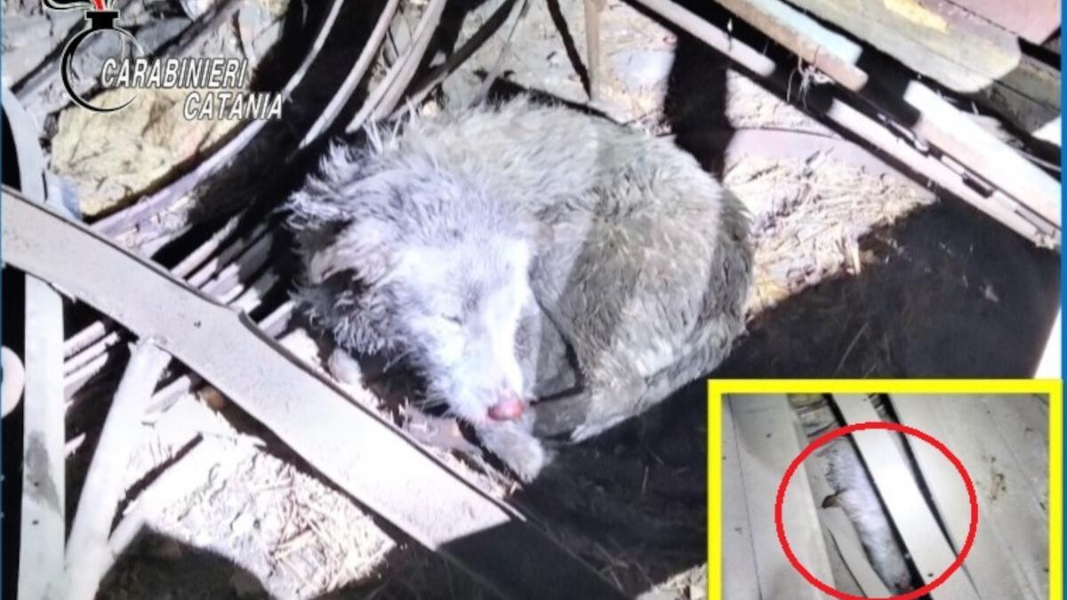 Teneva due meticci in pessime condizioni igieniche e al chiuso, denunciato 51enne di Linguaglossa - 