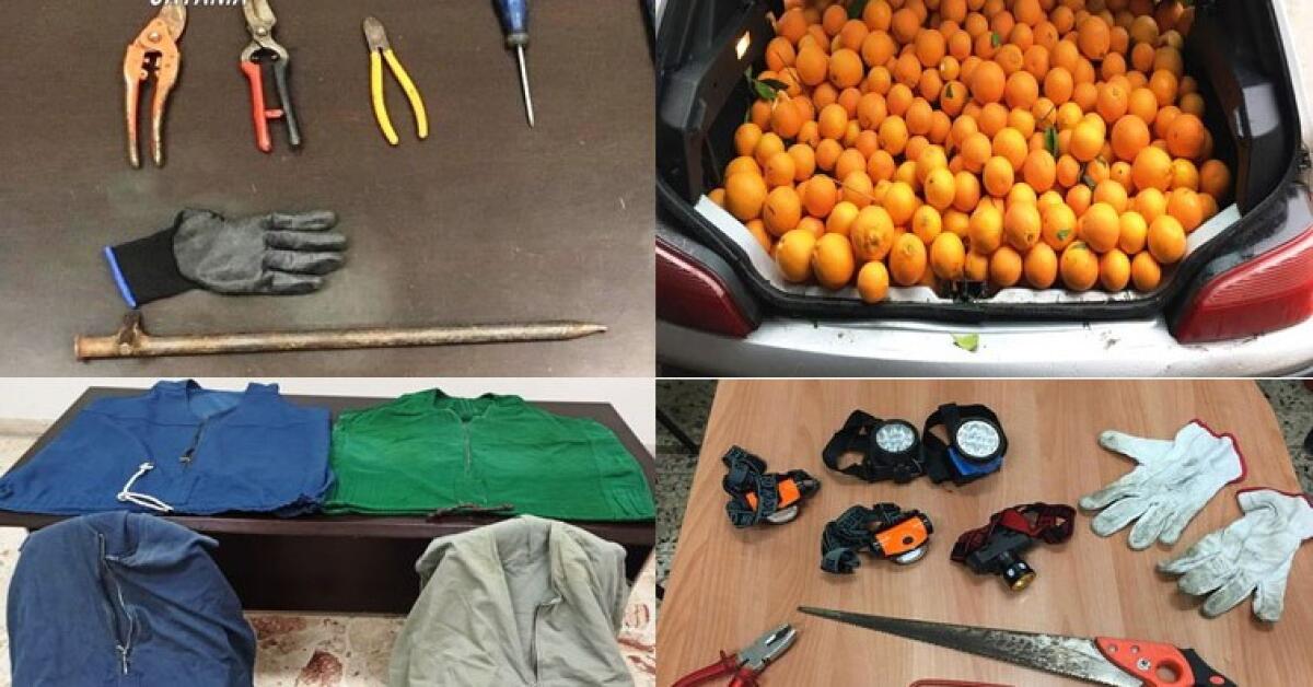 Paternò: utilizzavano la “cammisedda” per velocizzare i furti, sequestrati oltre 2.500 chilogrammi d’agrumi - 