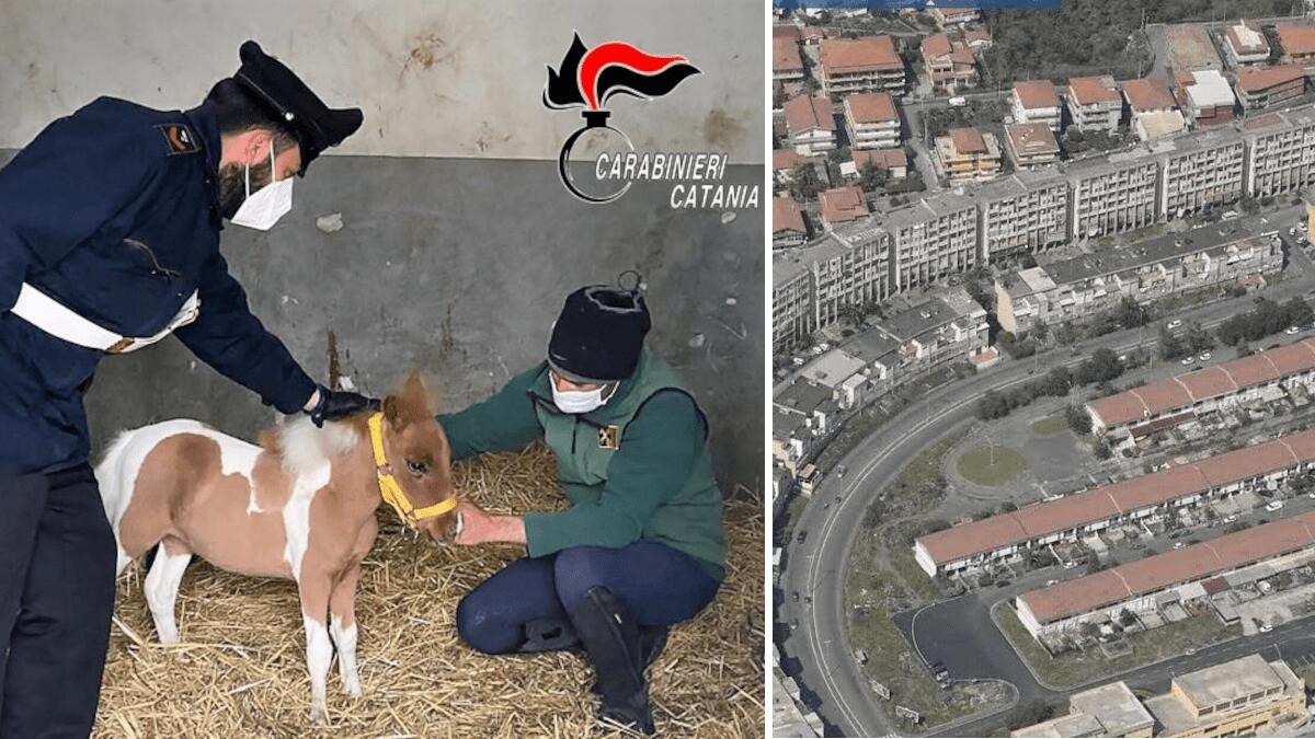 Lotta all’illegalità diffusa a San Giovanni Galermo: allacci abusivi, verifiche dei domiciliari e un pony - 