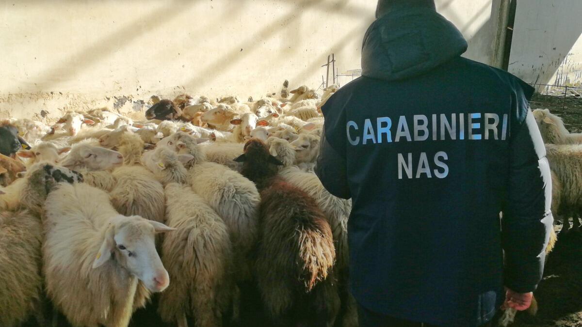 Scordia, sequestrate 300 pecore ad allevatore per somministrazione indebita di farmaci - 
