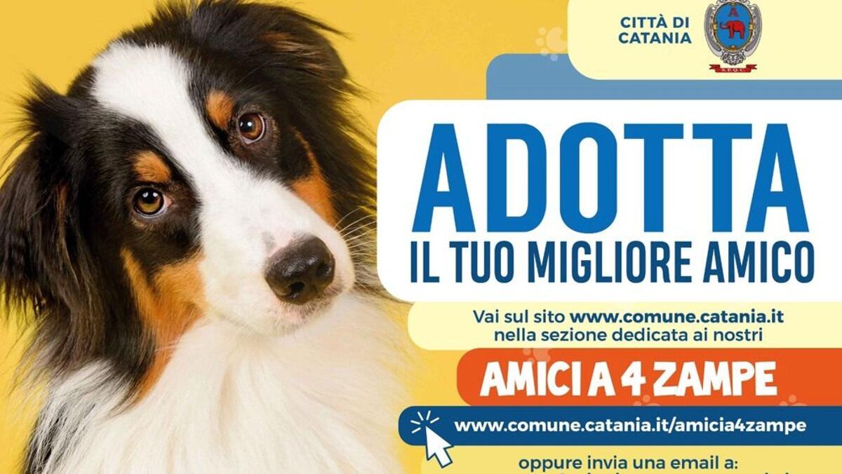 Arriva "Catania Dog Card", agevolazioni e assistenza per favorire l'adozione degli amici a quattro zampe - 