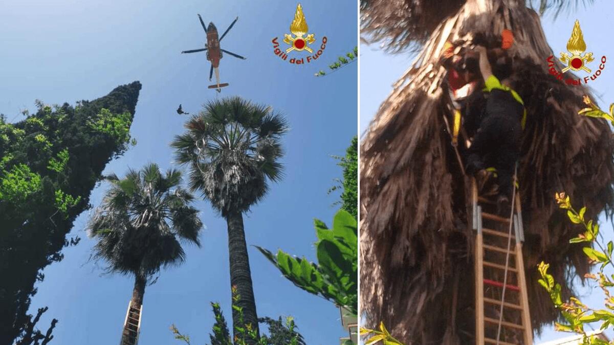 Via Etnea: giardiniere sulla cima di una palma in un condominio finisce a testa in giù, i Vigili del Fuoco lo salvano - 