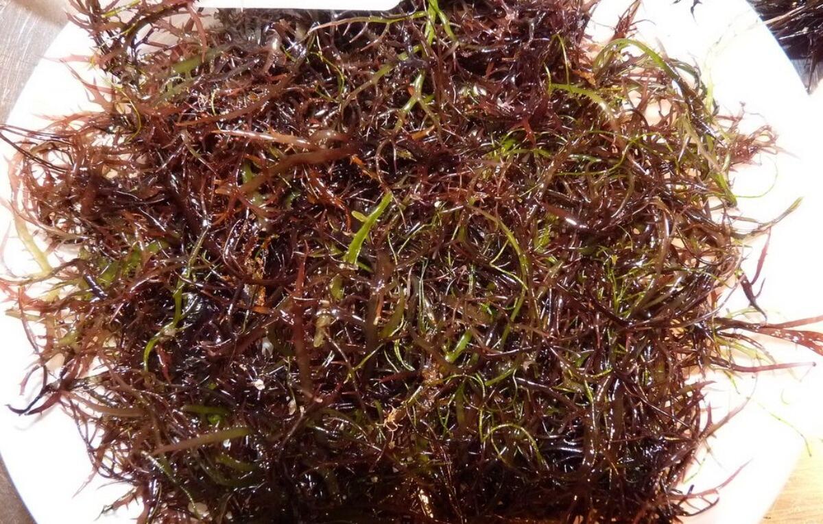 "U Mauru", le 3 Sorprendenti Cose che Devi Sapere sull'Insalata Catanese - 