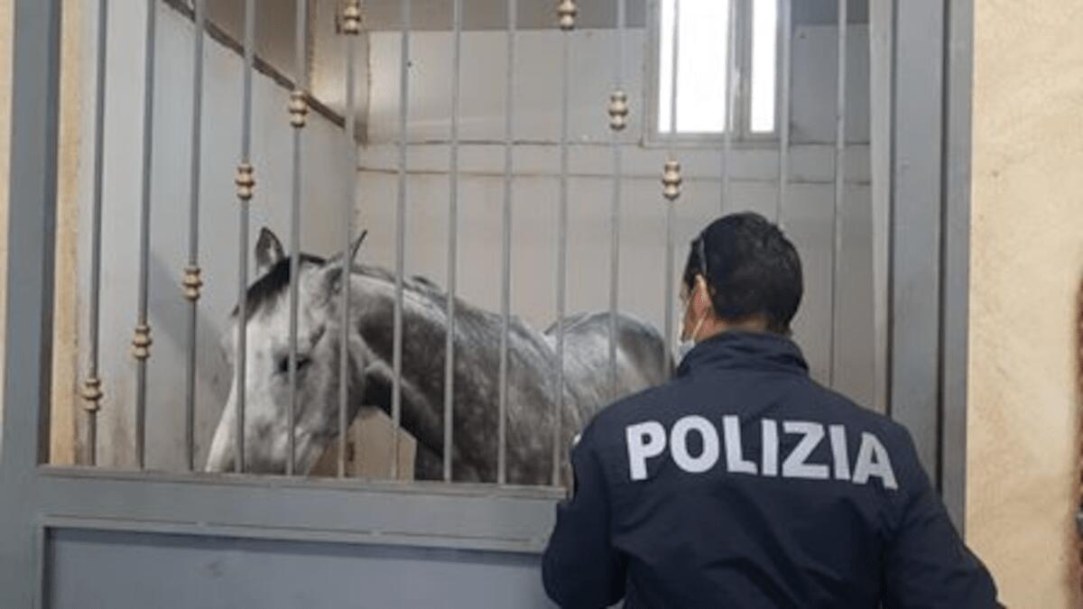 San Cristoforo: stalla e allaccio abusivi in via San Jacopo, trovati cavalli in cattive condizioni e calessi, sanzioni per 35.000 euro - 
