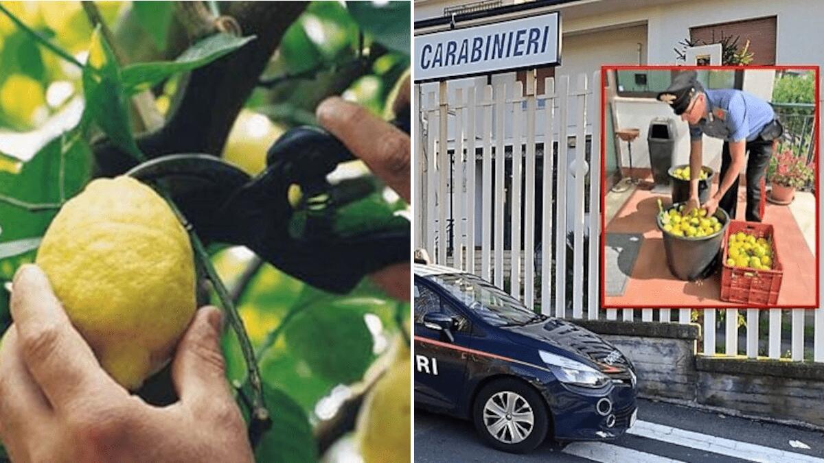 Coppia unita dal crimine come Bonnie e Clyde ma con la passione per i limoni - 