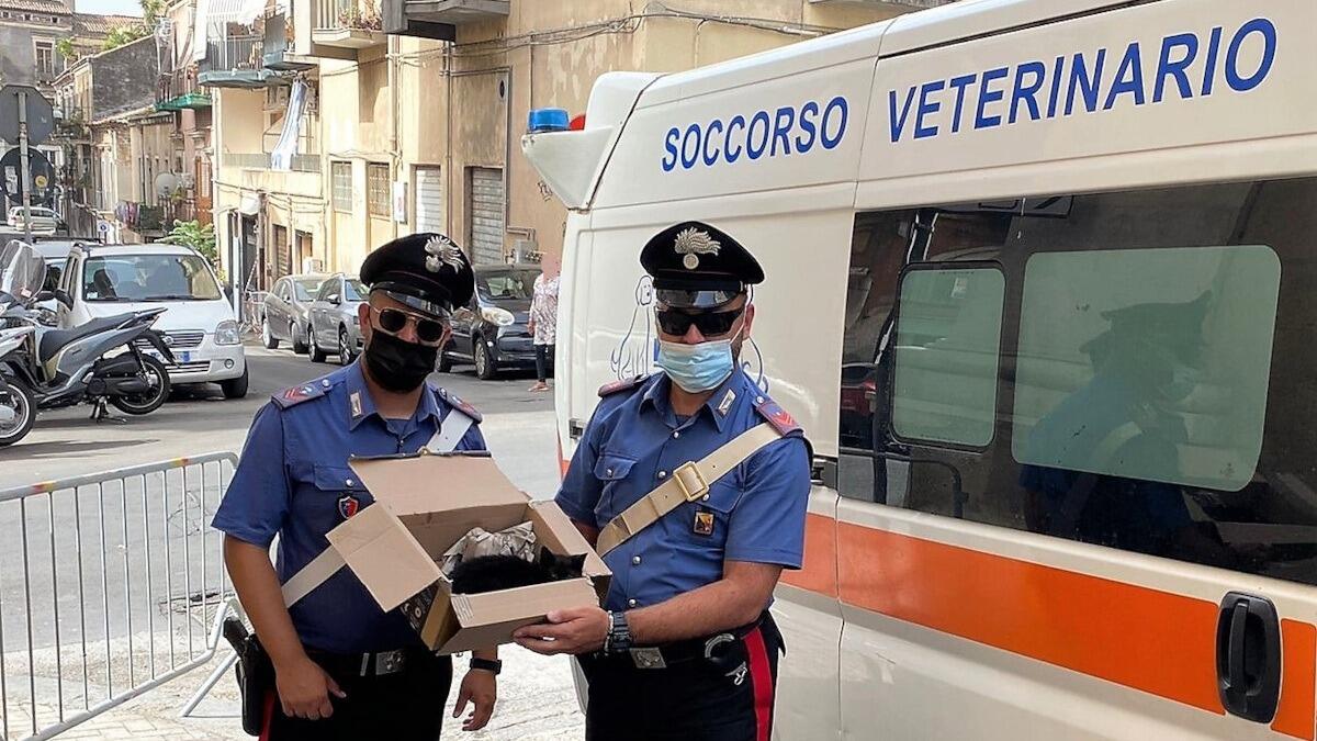 Gattino abbandonato e disidratato soccorso durante il G20 a Catania - 