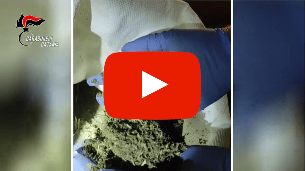 Arrestato “chimico” della marijuana: trasformava la droga in un laboratorio (VIDEO) - 