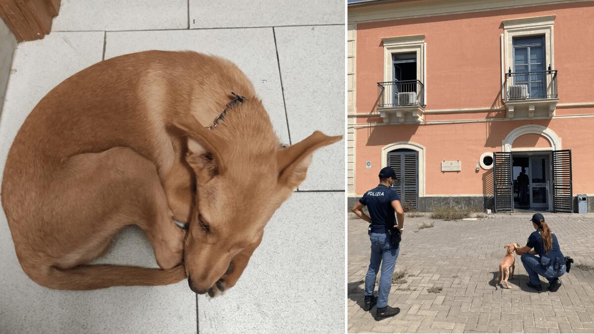 Cagnolino scappa dagli incendi riparandosi nel Commissariato Librino: si cercano i proprietari - 