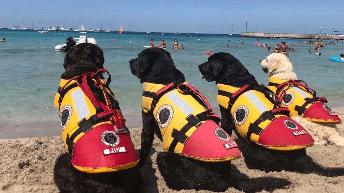 Cani da salvataggio alla plaia per la salvaguardia in mare ma solo di domenica - 