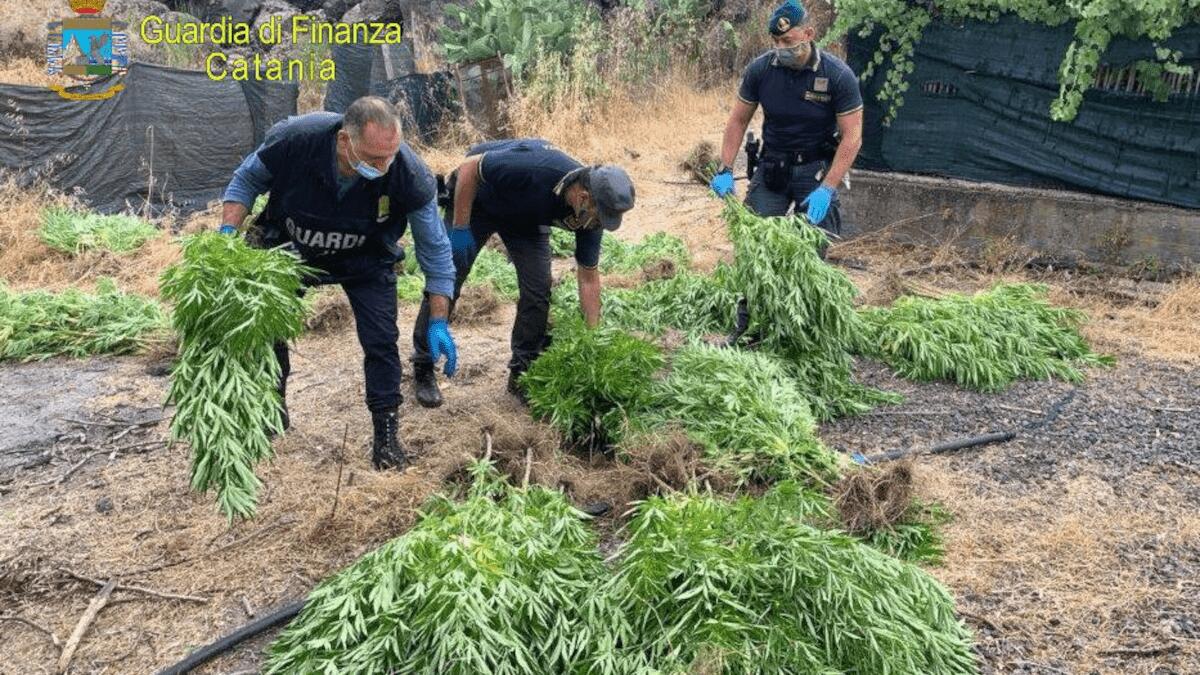 L’azienda agricola dei fratelli catanesi rivelatasi una piantagione di marijuana d’oltre 80 Kg - 