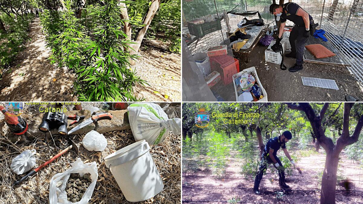 Incensurato dedicatosi alla terra tra aranceto, limoneto e maxi piantagione di marijuana - 