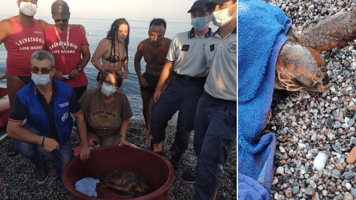 Salvata tartaruga Caretta Caretta spiaggiata ed impigliata ad un amo (FOTO) - 