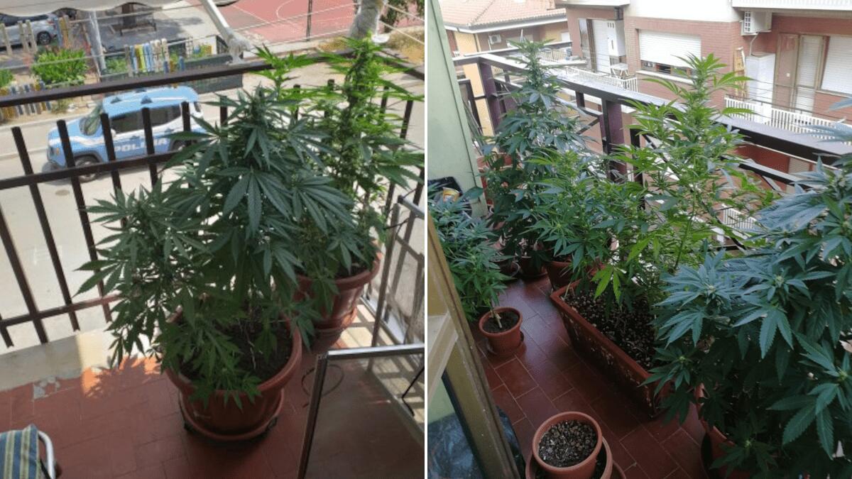Agenti osservano piante sul balcone e scoprono oltre mezzo chilo di cannabis - 