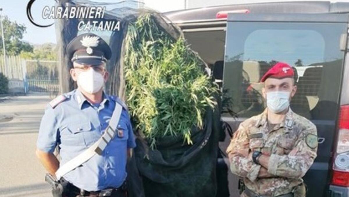 Scoperto vivaio con 300 piante di canapa indiana: arrestato titolare e dipendente (ECCO DOVE) - 