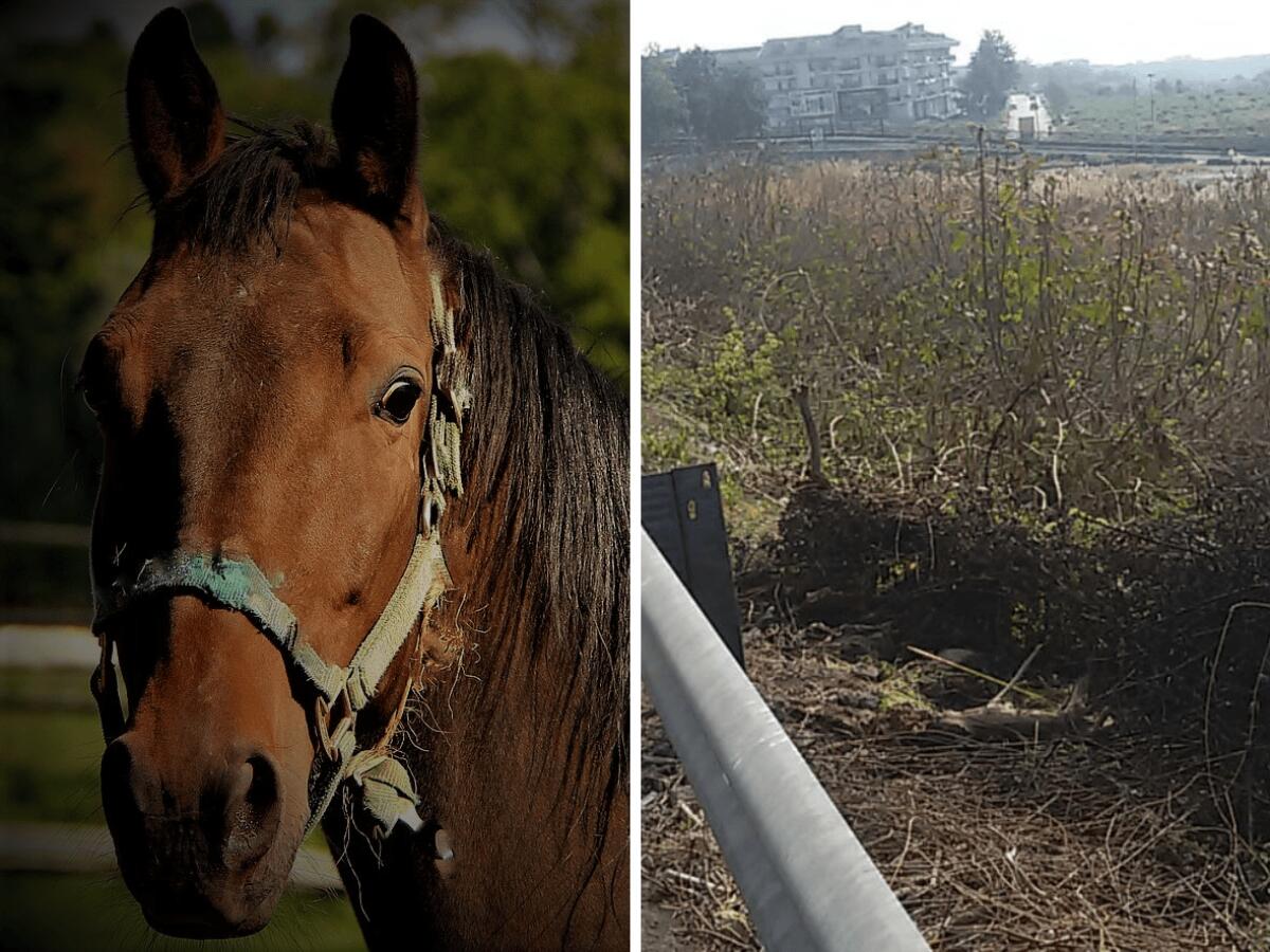 Nascondeva un cavallo in una costruzione abusiva: sanzionato un 43enne di Adrano - 