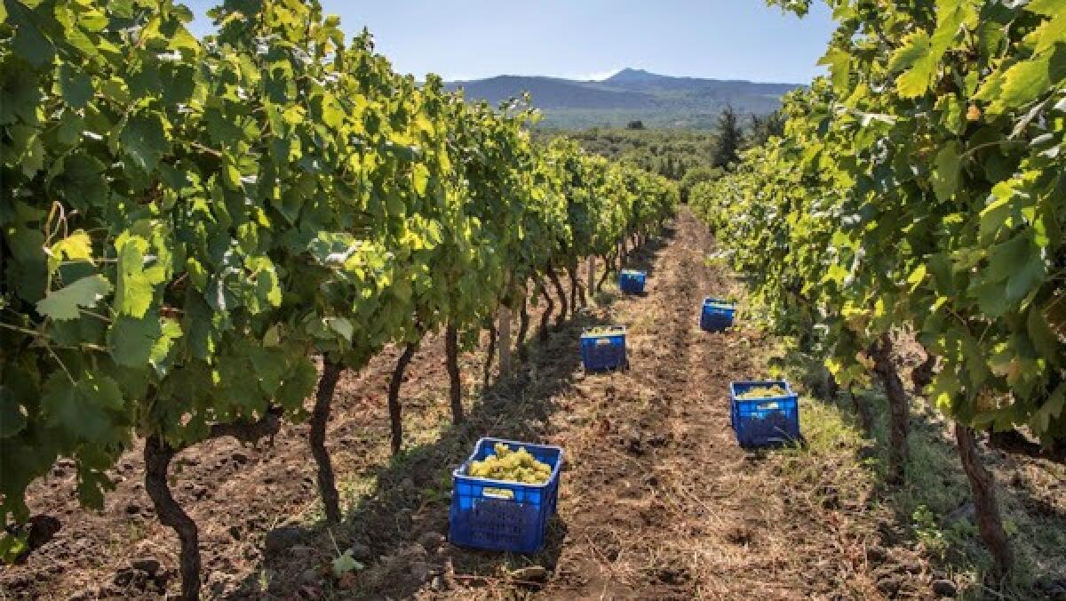 A "Pistata da Racina", Storia e Curiosità Dell'Antico Rito della Vendemmia sull'Etna - 