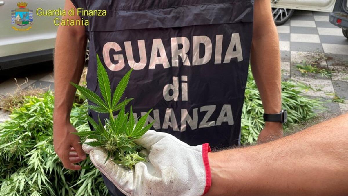 Mille piante di canapa indiana scoperte nel catanese (I FATTI) - 