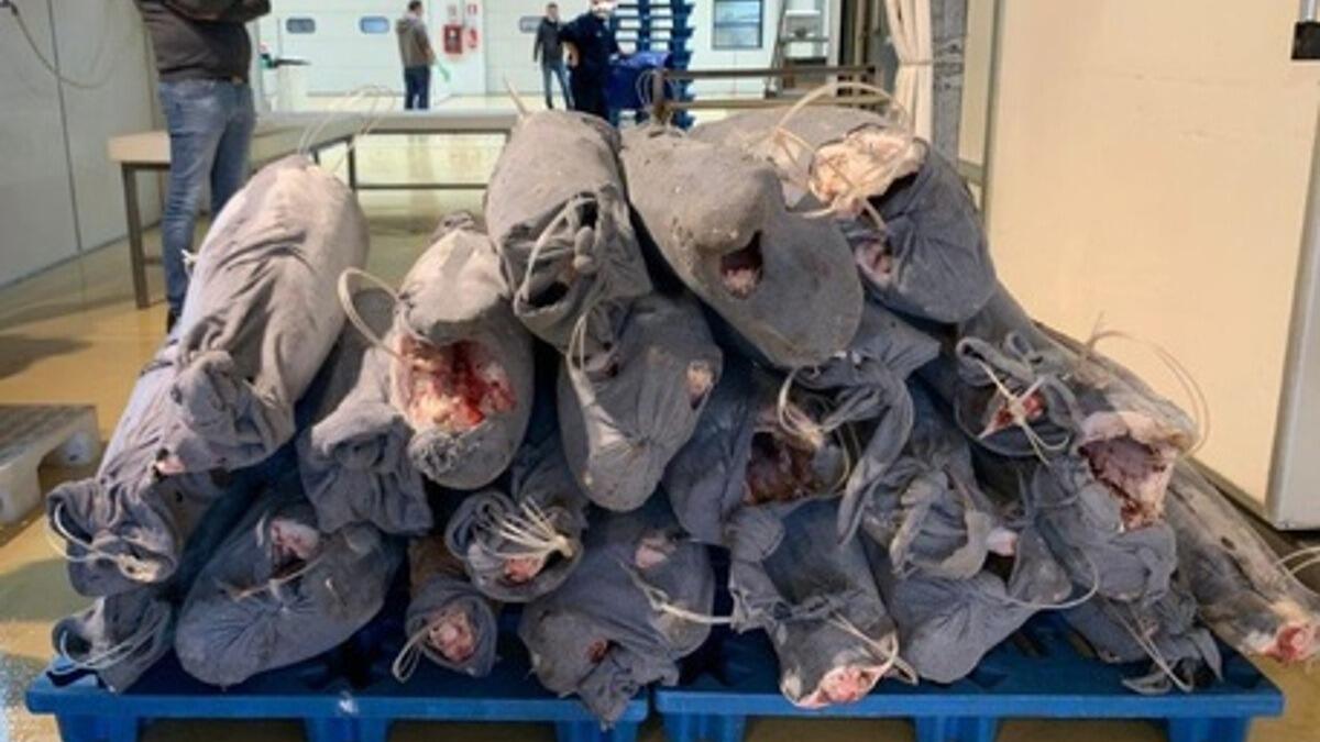 Sequestrati 25 esemplari di pesce spada: uno non era idoneo al consumo (I DETTAGLI) - 