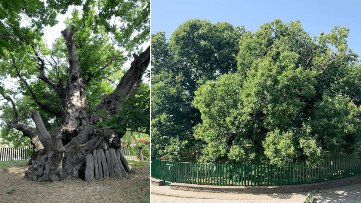 Il Castagno dei Cento Cavalli è “albero dell’anno” 2021 italiano, adesso la corsa all’Europa - 